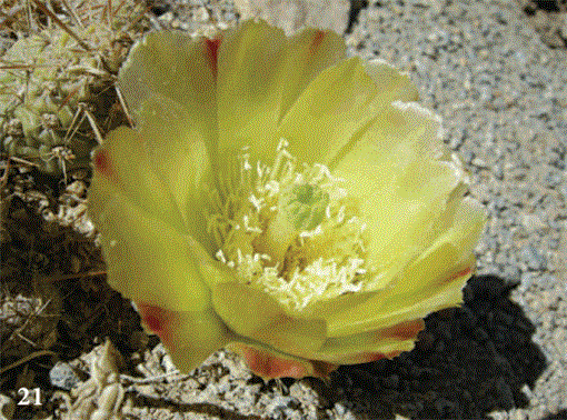 i0007-9367-83-4-150-f21.gif