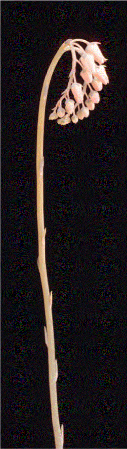 i0007-9367-83-6-275-f10.gif