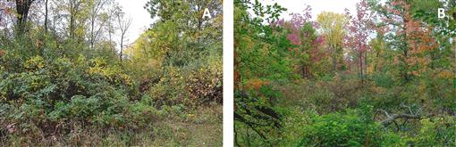 i0010-5422-119-4-800-f01.tif