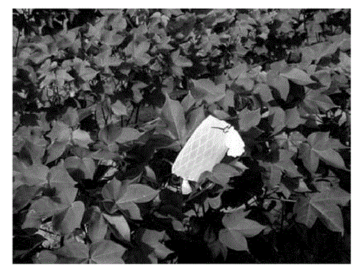 i0015-4040-91-4-570-f01.gif