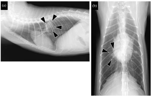 10.1177_20551169221086434-fig1.tif