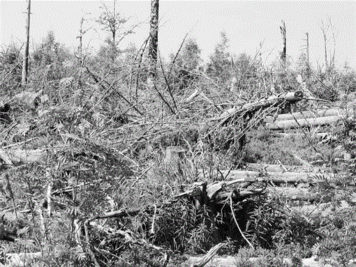 i0276-4741-27-3-284-f01.gif