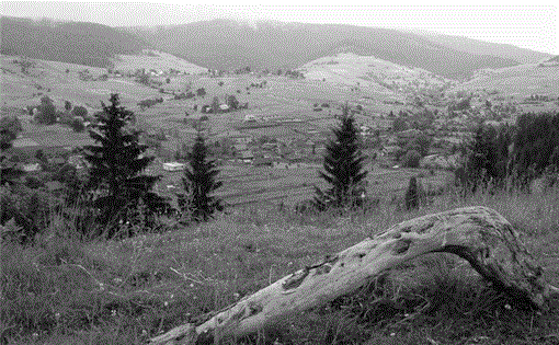 i0276-4741-29-3-282-f04.gif