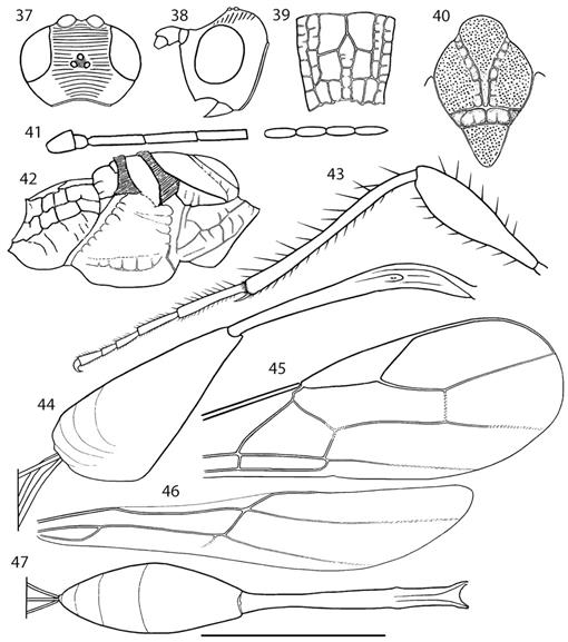 f37_01.jpg