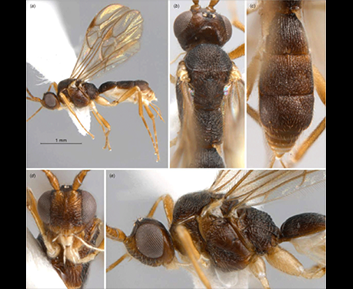 Racionais brunus Shimbori & Zaldívar-Riverón sp. nov., holotype, female (UFES93483). (a) Habitus, lateral view. (b) Head + mesosoma, dorsal view. (c) Metasoma, dorsal view. (d) Face. (e) Head + mesosoma, lateral view.