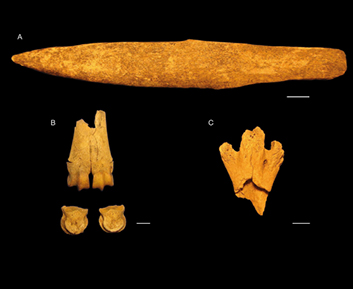 A, Bone retoucher from Lake Salitroso burial; B, huemul (hippocamelus bisulcus Molina, 1782) distal metapodials with percussion marks; C, choique (rhea Brisson, 1760) distal tibiatarsal with percussion marks. Scale bars: 1 cm. 