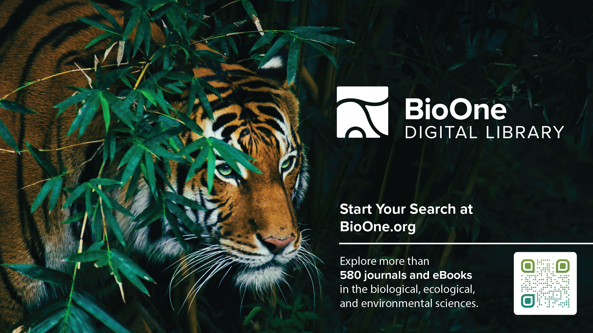 BioOne Digital Library Slide featuring a tiger