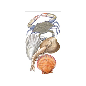 National Shellfisheries Association Logo