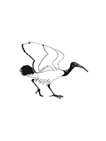 British Ornithologists' Club Logo